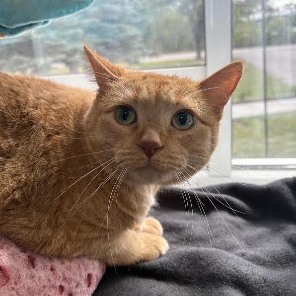 Enlarge Tuhkimo, a Adoptable mixed breed in Saint Cloud, MN image 2/6
