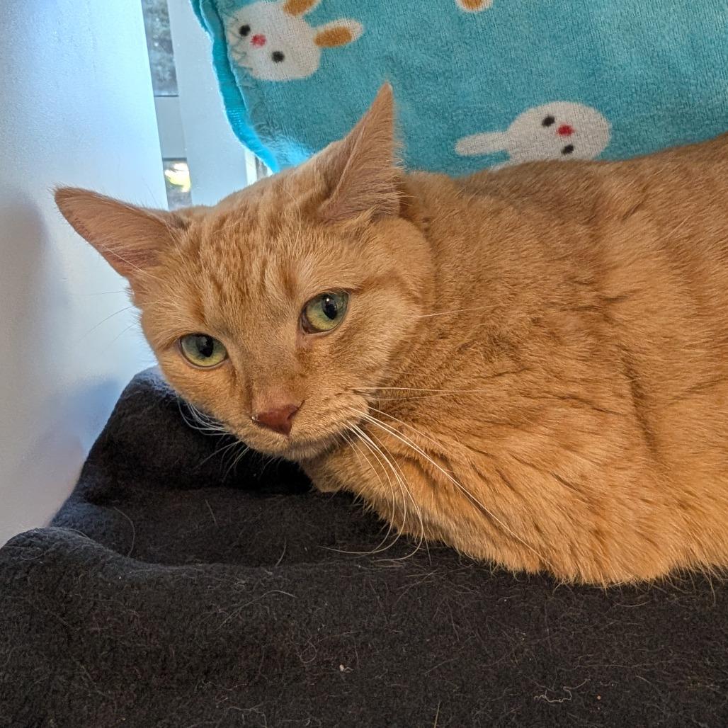 Enlarge Tuhkimo, a Adoptable mixed breed in Saint Cloud, MN image 3/6