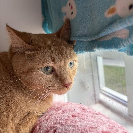 Enlarge Tuhkimo, a Adoptable mixed breed in Saint Cloud, MN image 5/6