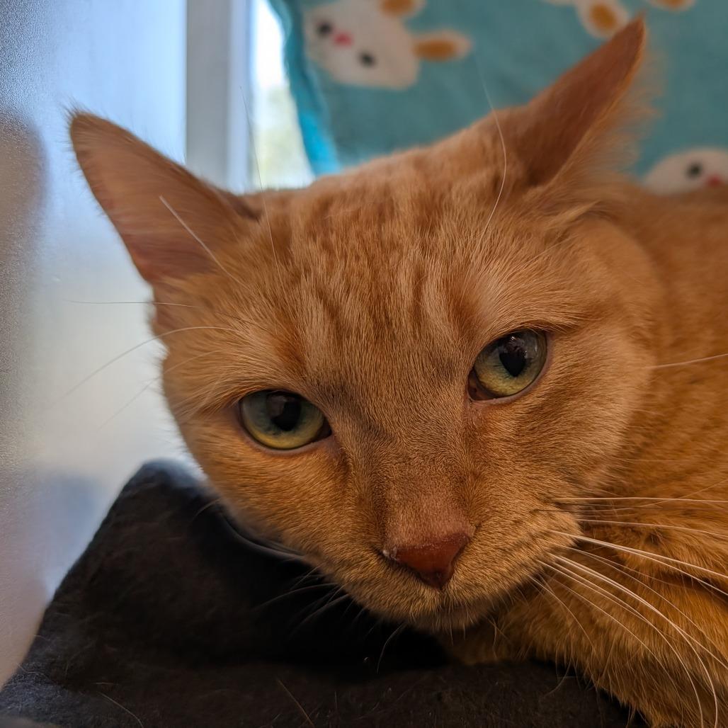 Enlarge Tuhkimo, a Adoptable mixed breed in Saint Cloud, MN image 6/6