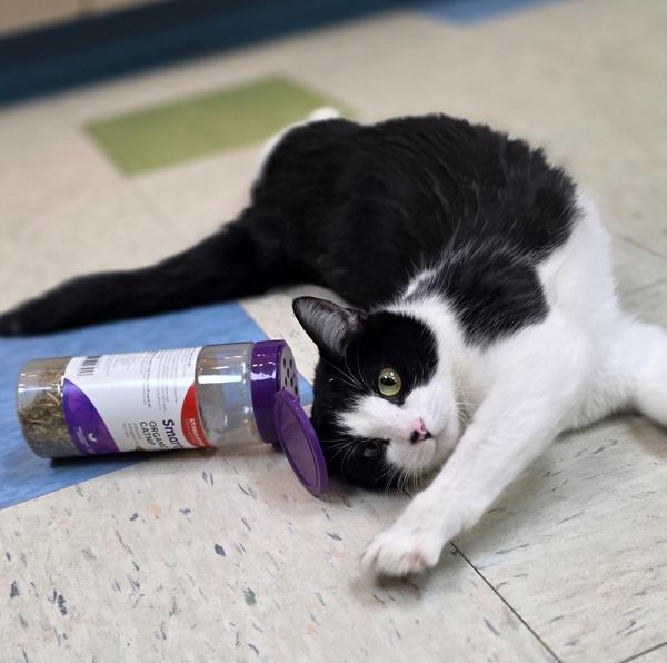 Kitty, Adoptable, Adult Female Domestic Short Hair.