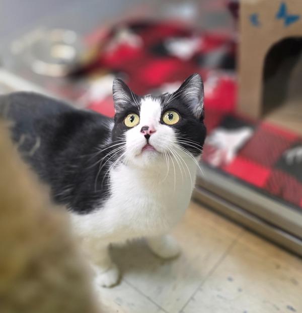 Kitty, a Adoptable mixed breed in Sioux City, IA image 2/6