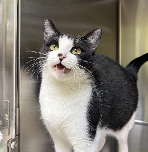 Kitty, a Adoptable mixed breed in Sioux City, IA image 3/6