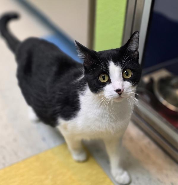 Kitty, a Adoptable mixed breed in Sioux City, IA image 4/6