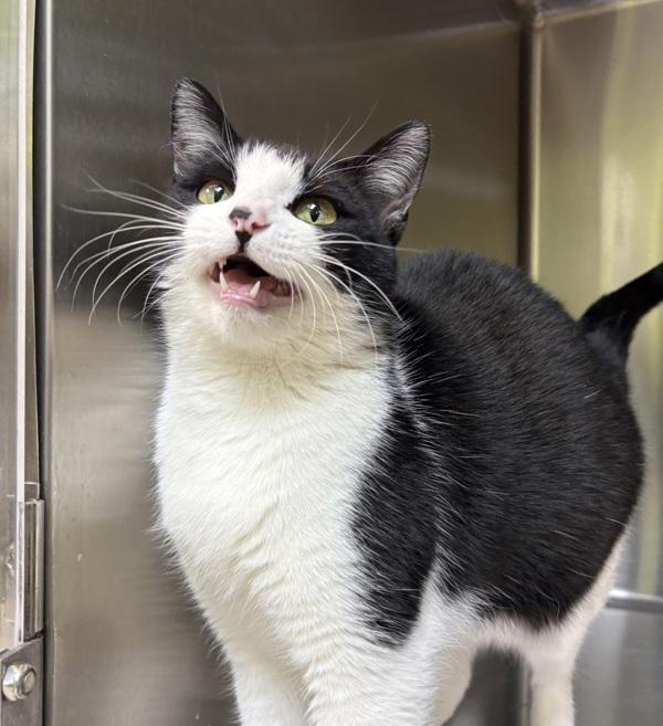 Kitty, a Adoptable mixed breed in Sioux City, IA image 5/6