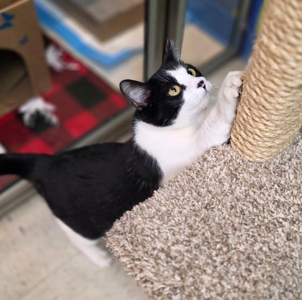 Kitty, a Adoptable mixed breed in Sioux City, IA image 6/6