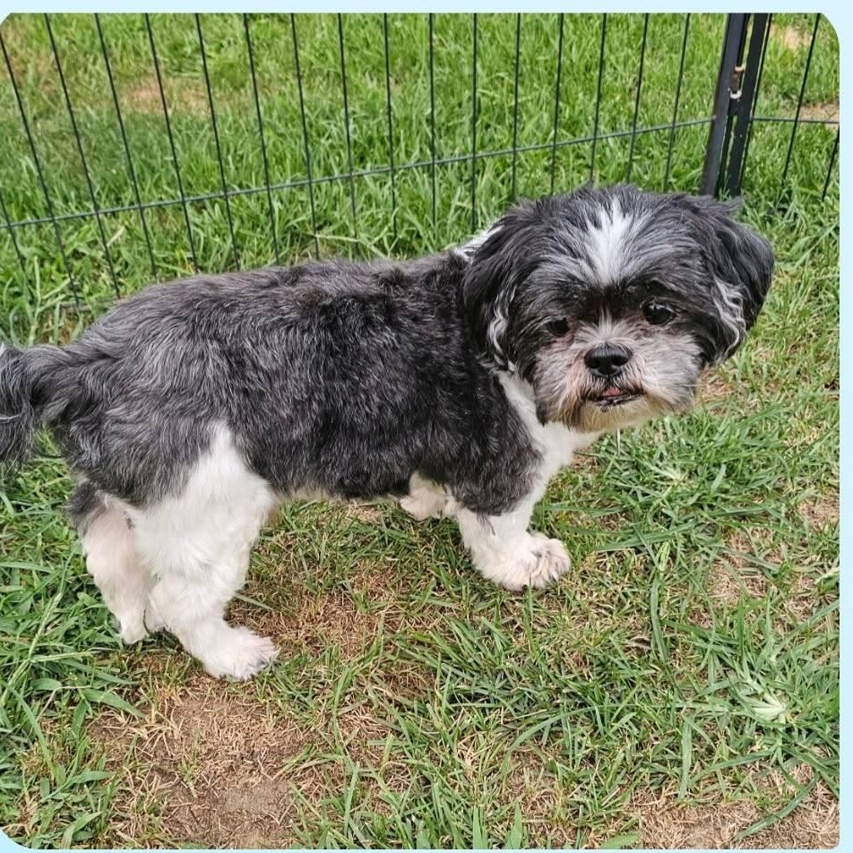 Stevie - ADOPTION PENDING, a Adoptable Shih Tzu in Fowlerville, MI image 3/3