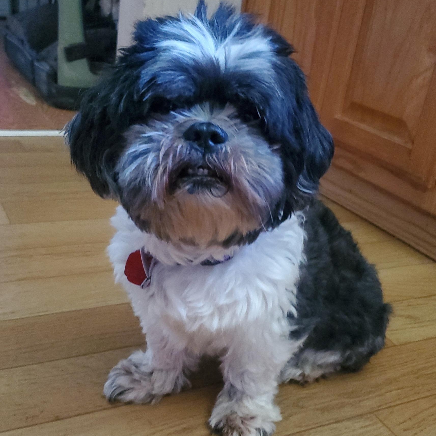 Stevie - ADOPTION PENDING