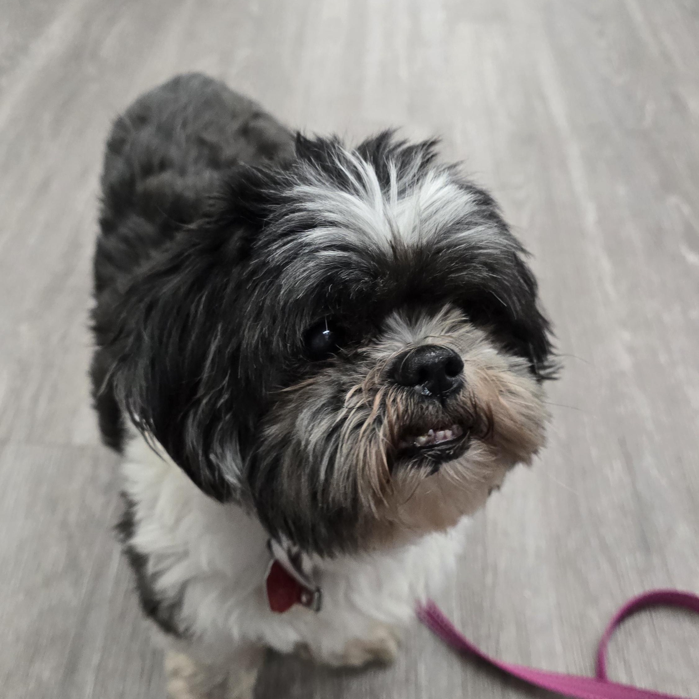 Stevie - ADOPTION PENDING