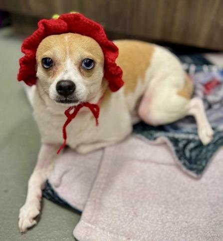 Sugar, Adoptable, Young Female Chihuahua & Corgi.