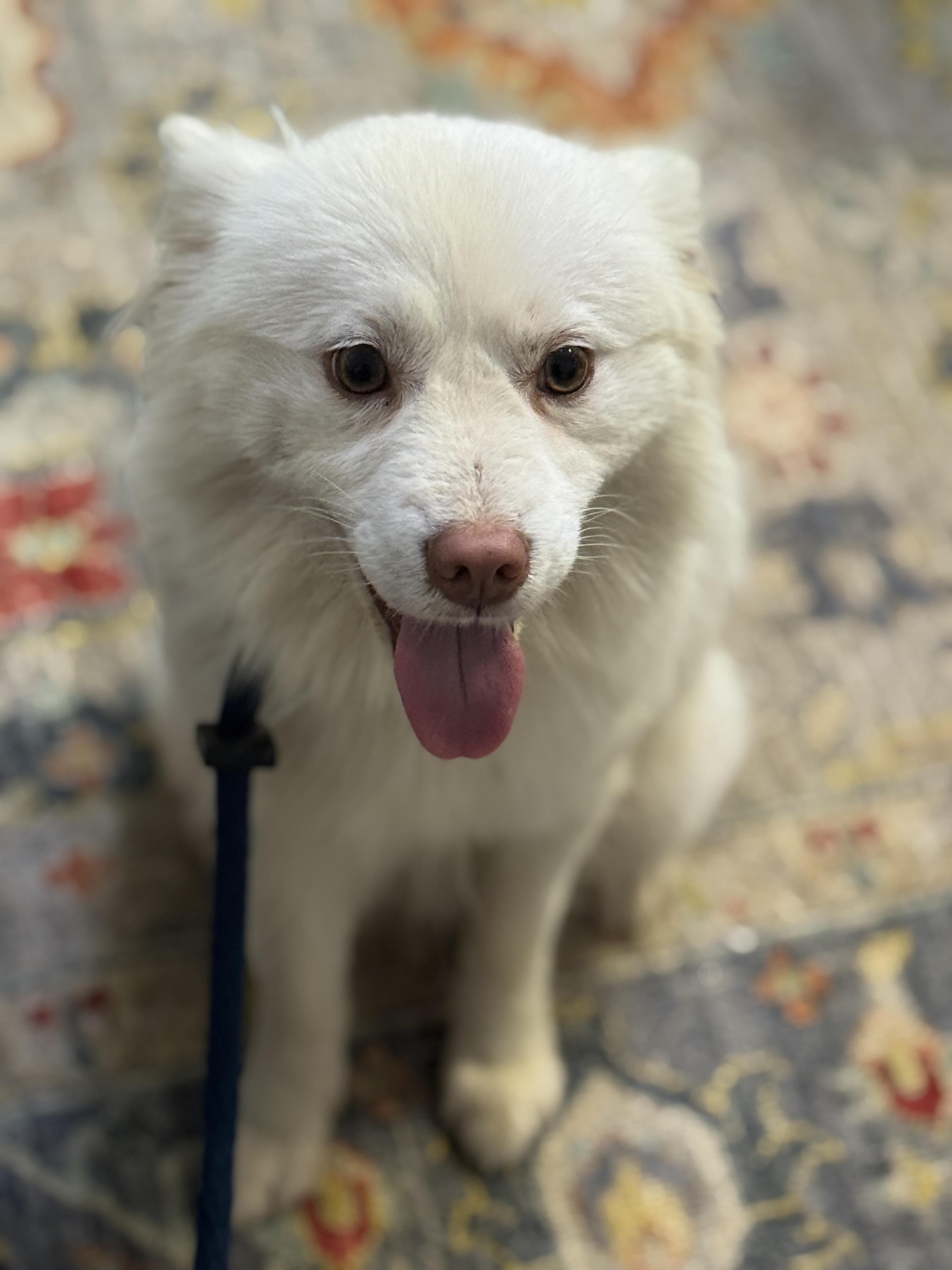 Tofu