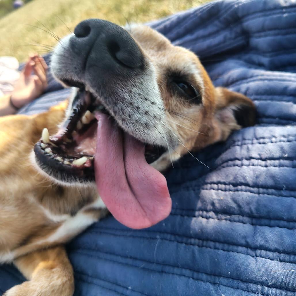 Enlarge Decker, a Adoptable mixed breed in Carroll, IA image 1/2