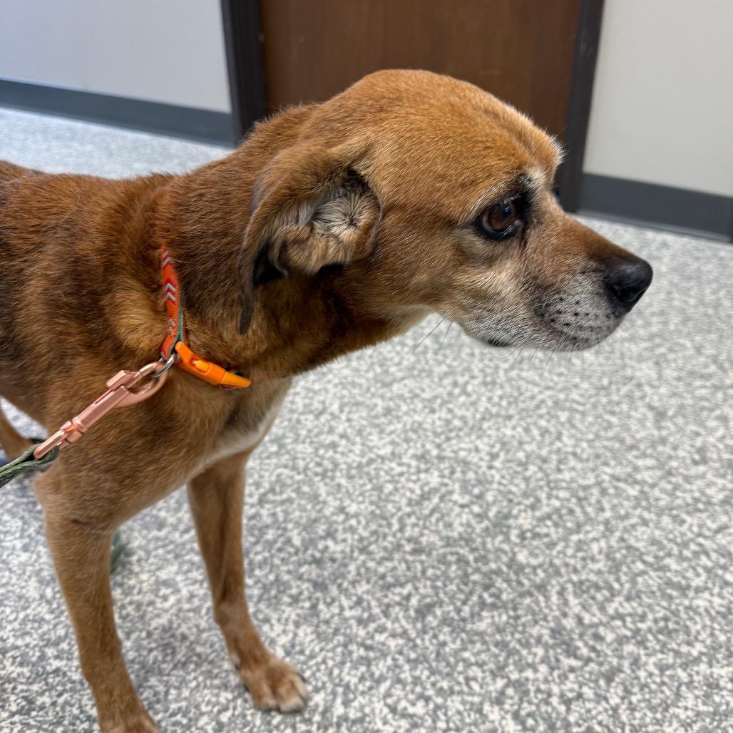 Enlarge Decker, a Adoptable mixed breed in Carroll, IA image 2/2