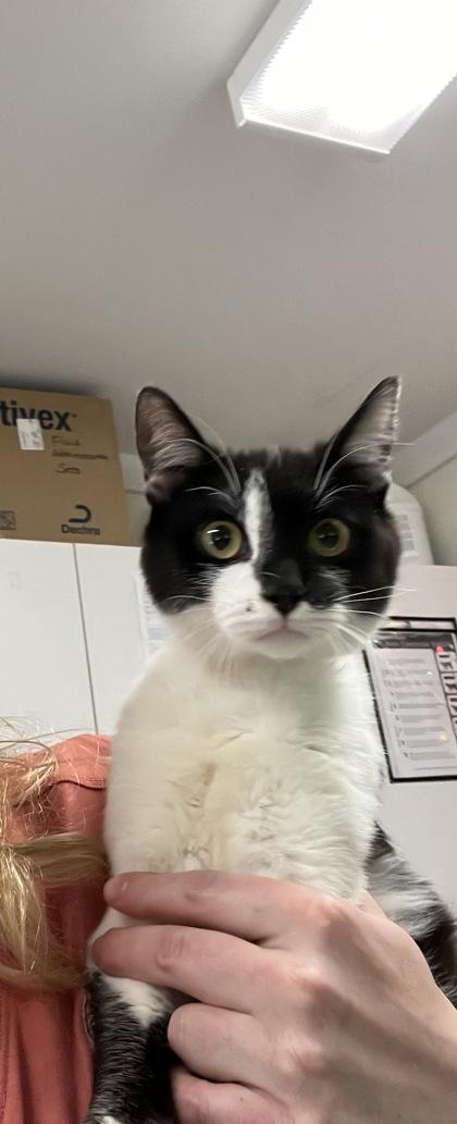 Ajax, Young Male Domestic Short Hair