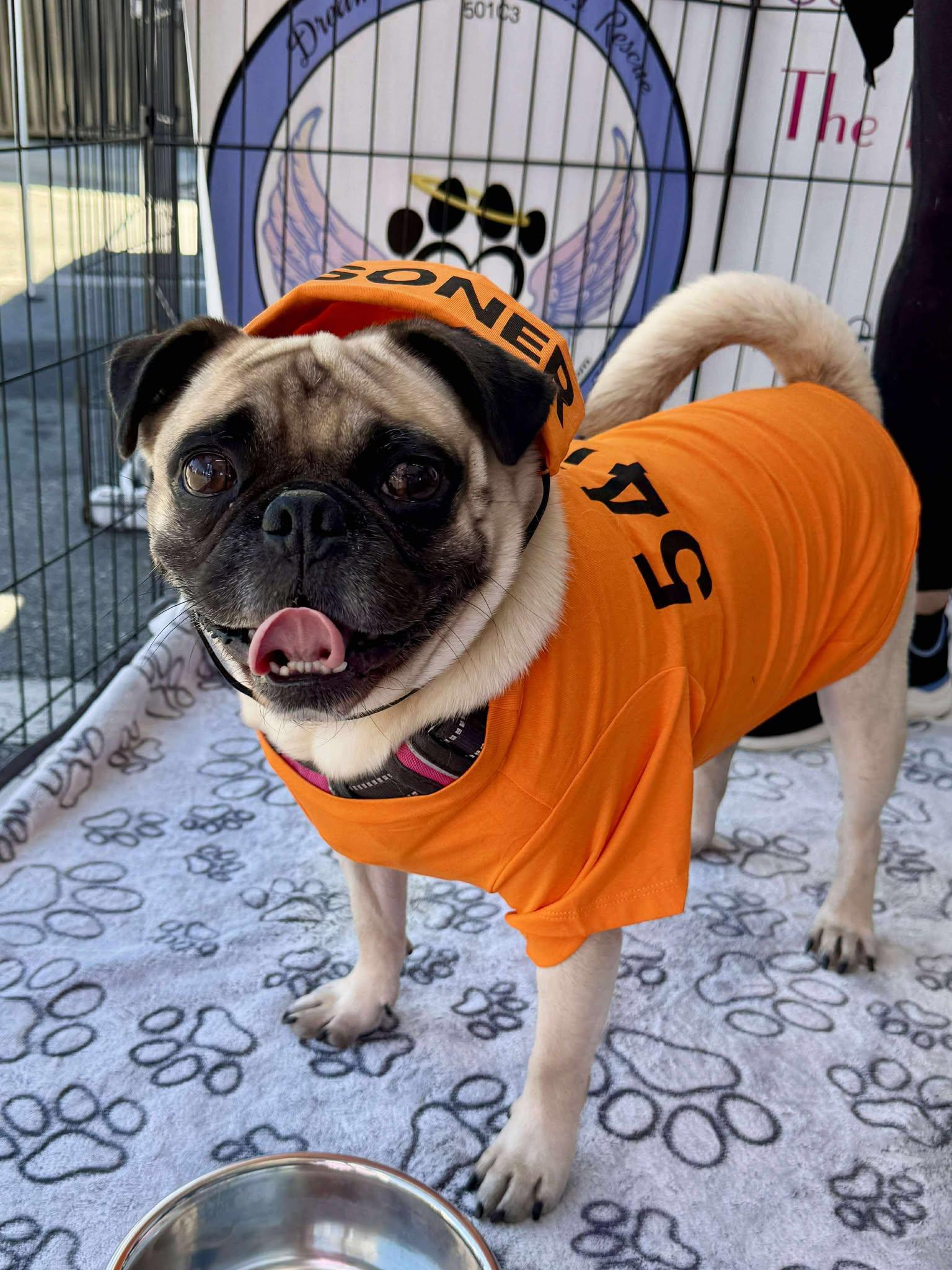 Enlarge Bentley, a Adopted Pug in Highland, CA image 4/6