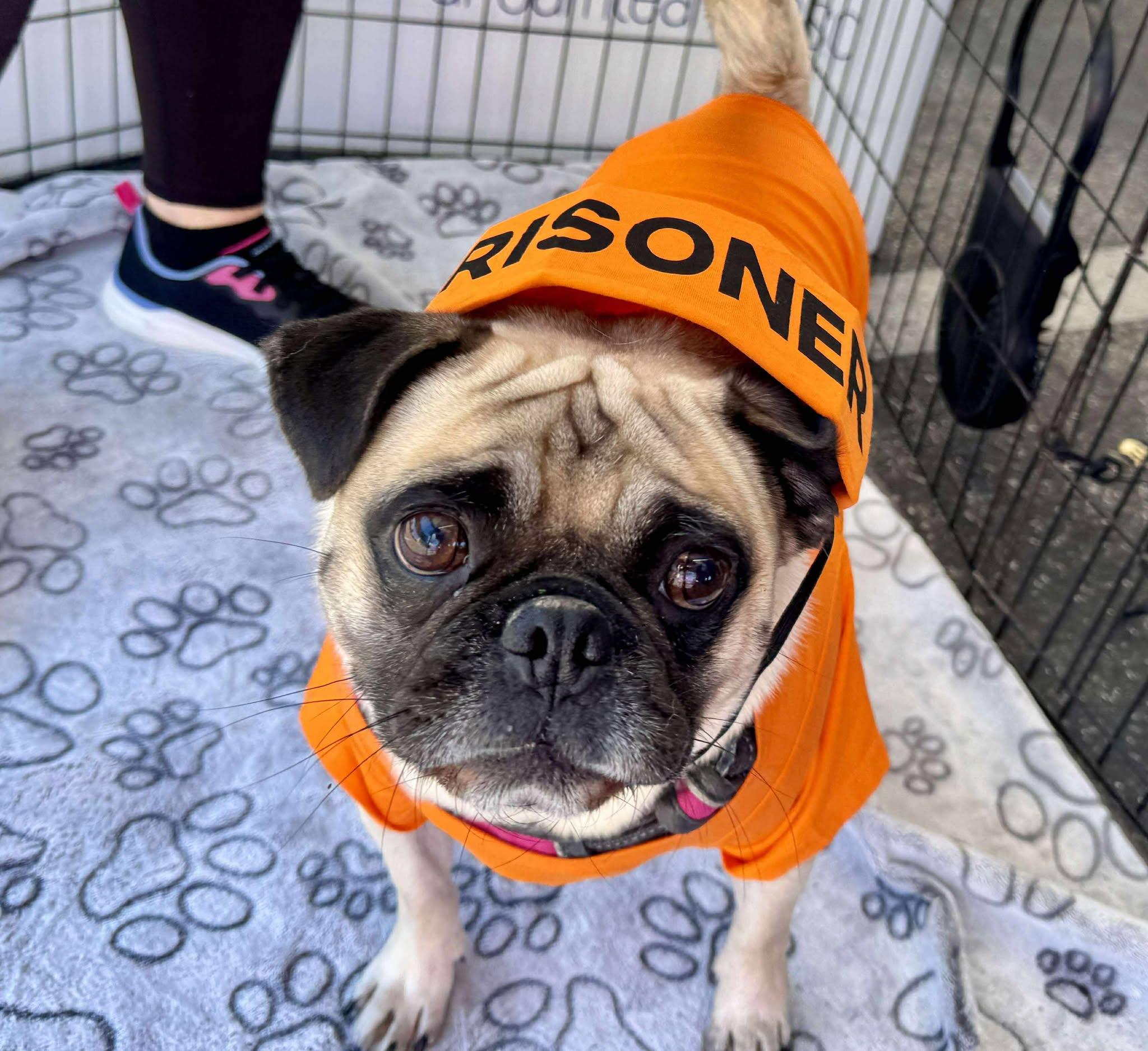 Bentley, Adopted, Adult Male Pug.
