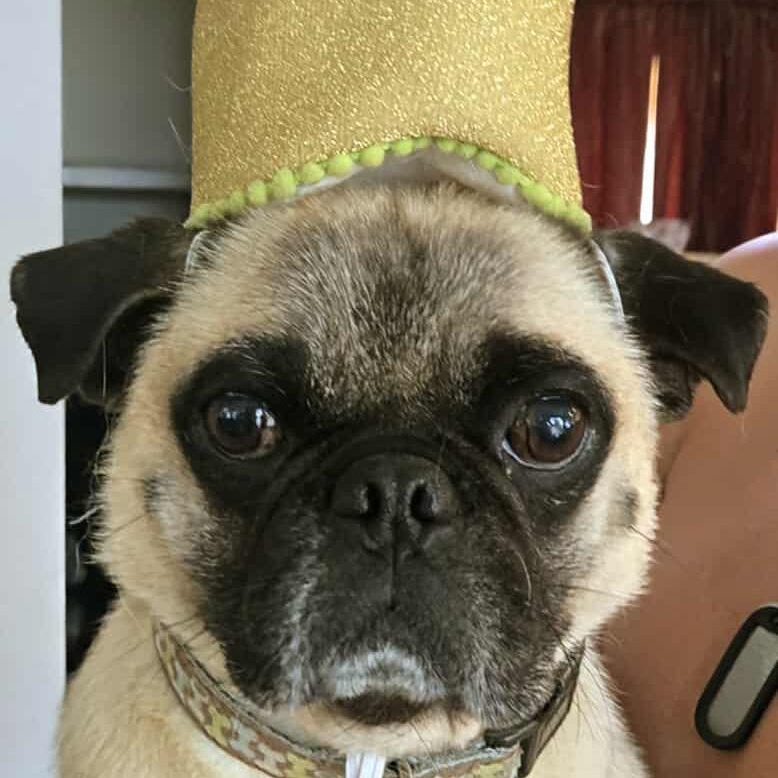 Bentley, Adopted, Adult Male Pug.