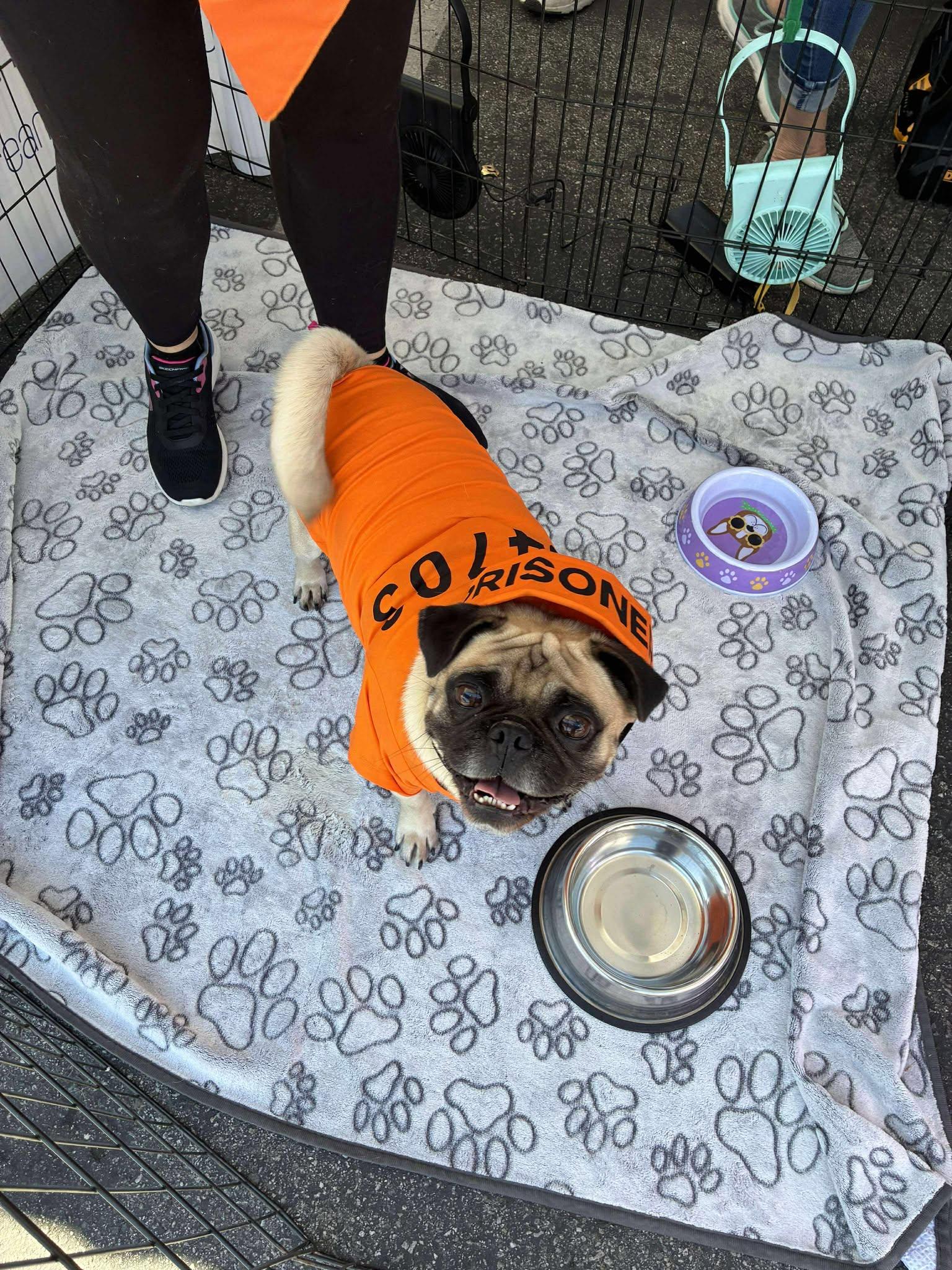 Enlarge Bentley, a Adopted Pug in Highland, CA image 3/6