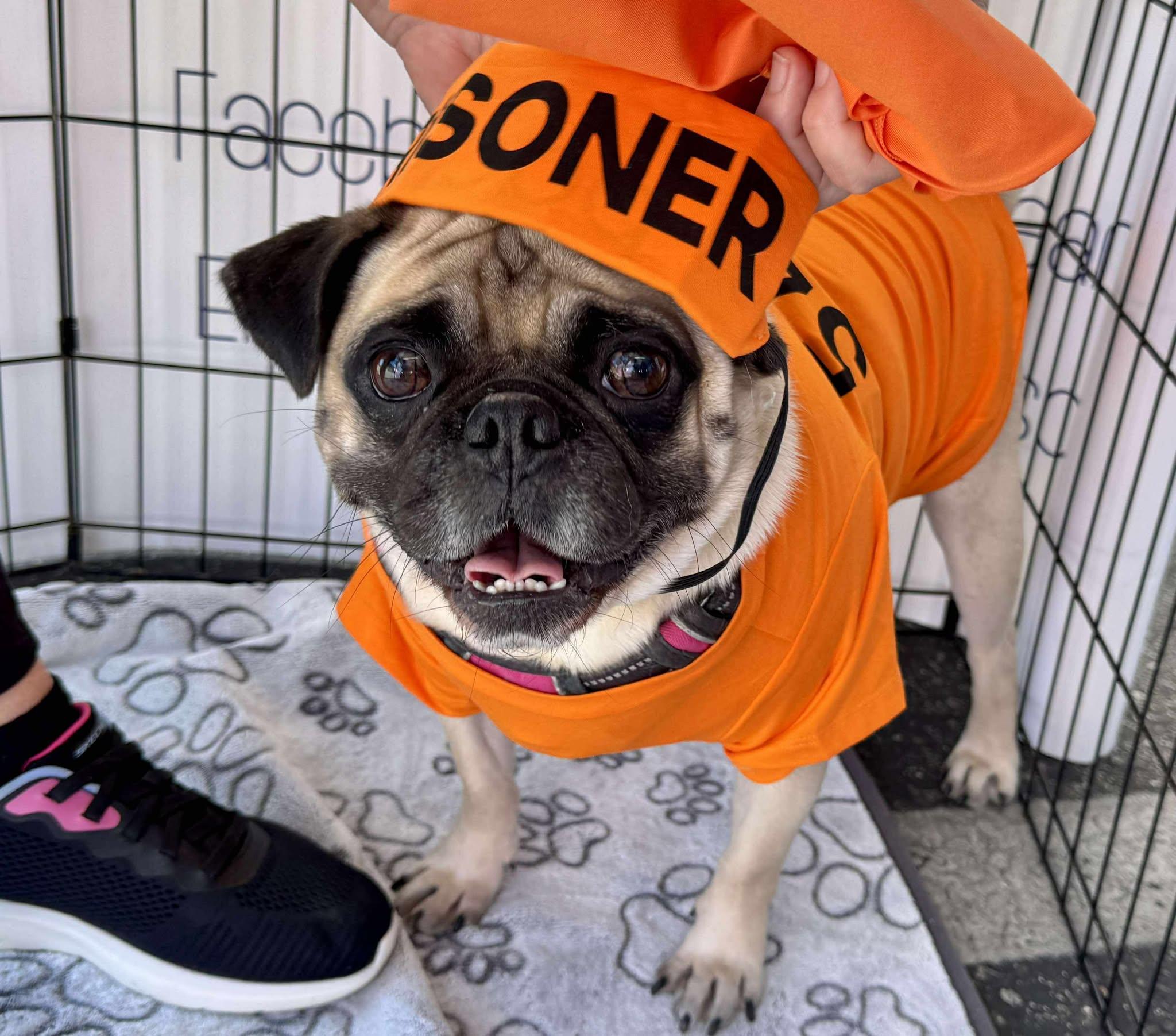 Enlarge Bentley, a Adopted Pug in Highland, CA image 2/6