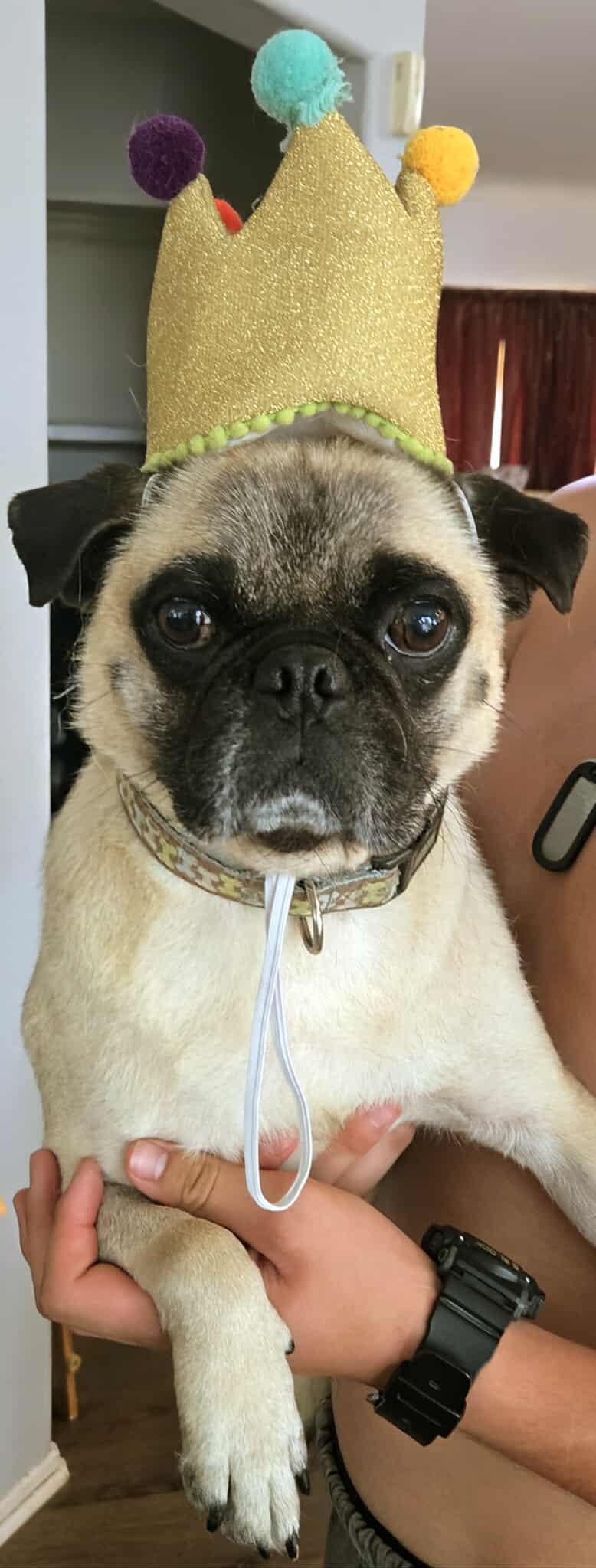 Enlarge Bentley, a Adopted Pug in Highland, CA image 6/6