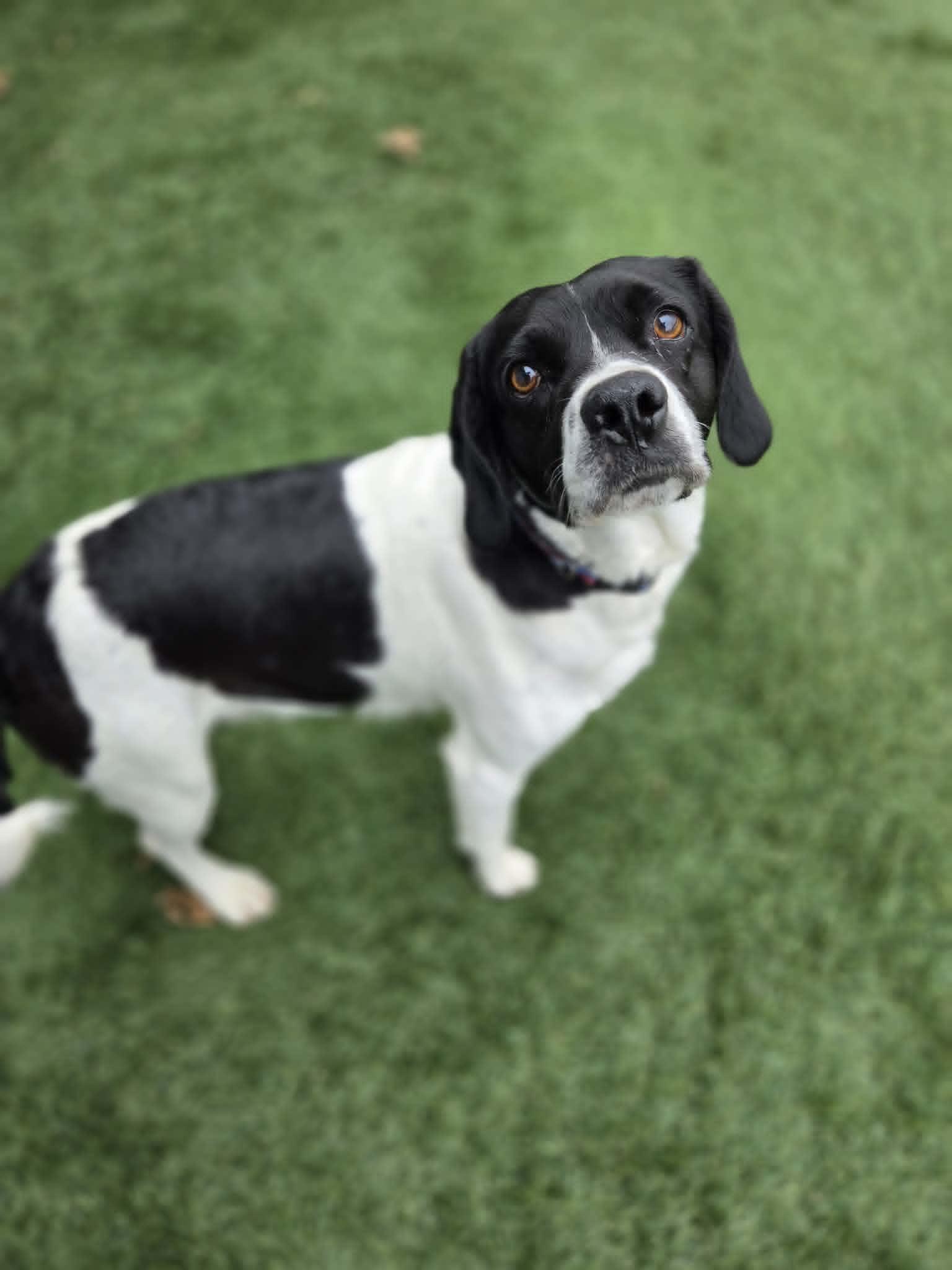 Classy, a ADOPTABLE mixed breed in Sparta, WI image 4/5