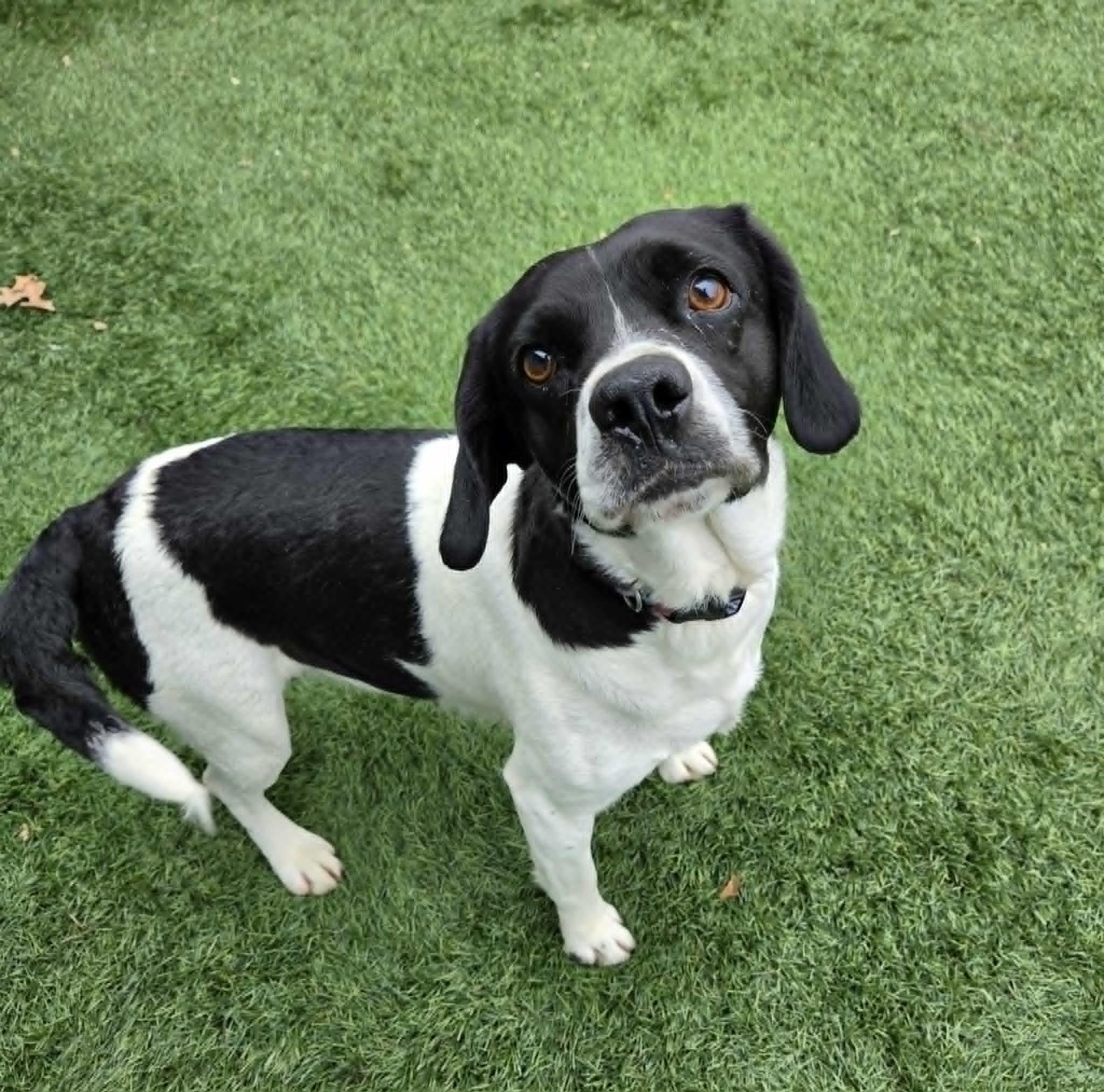 Classy, a ADOPTABLE mixed breed in Sparta, WI image 1/5