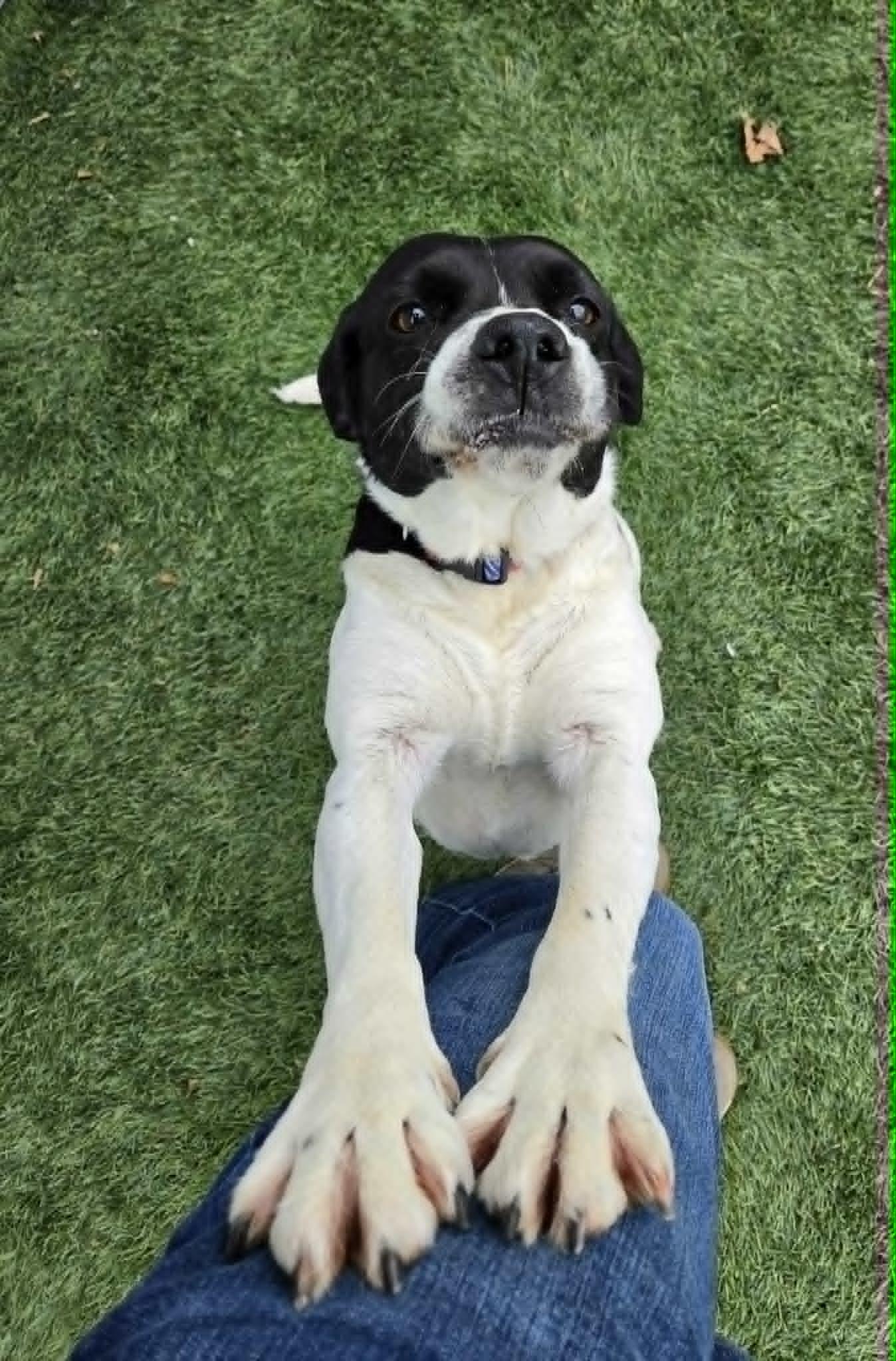 Classy, a ADOPTABLE mixed breed in Sparta, WI image 3/5