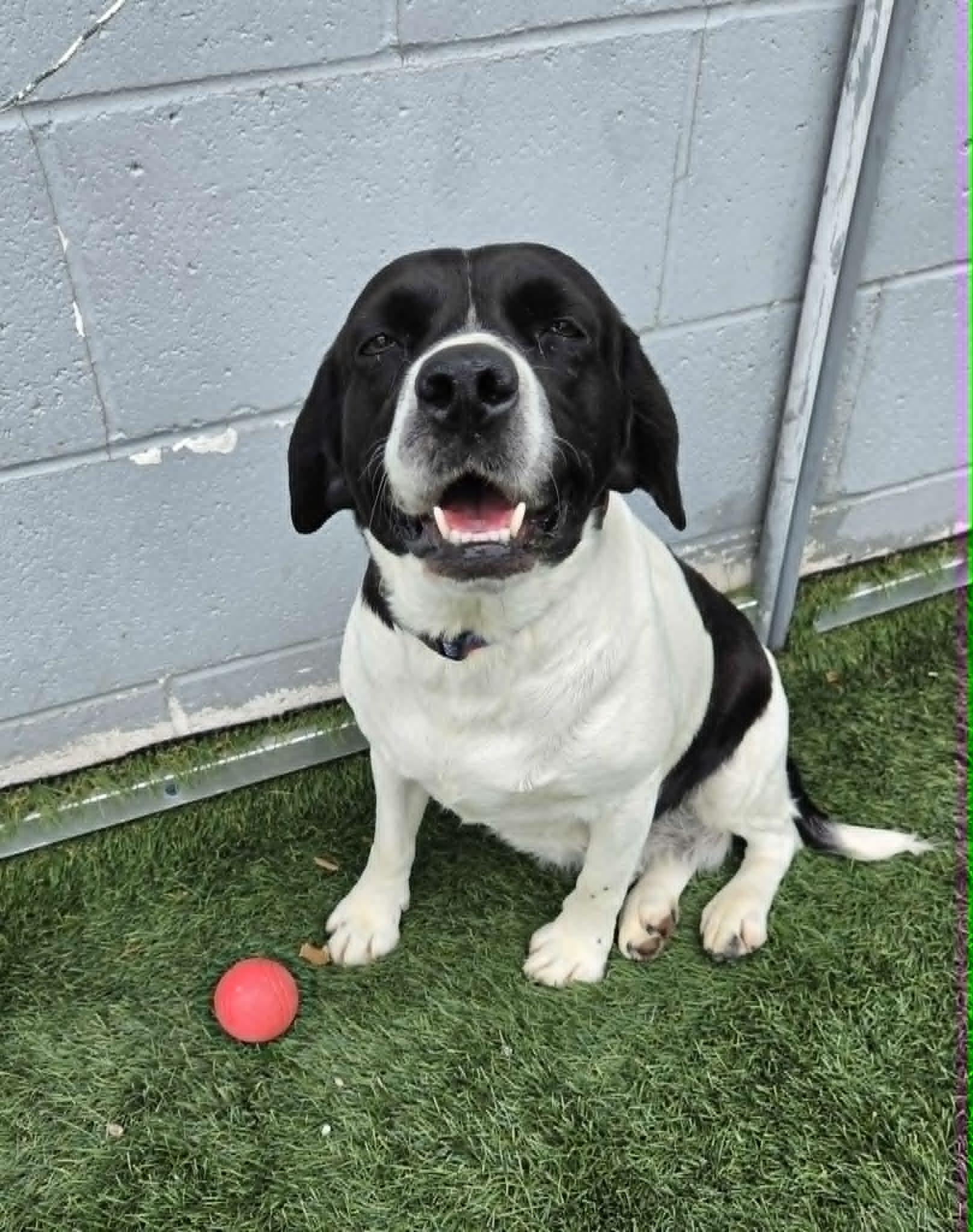 Classy, a ADOPTABLE mixed breed in Sparta, WI image 2/5