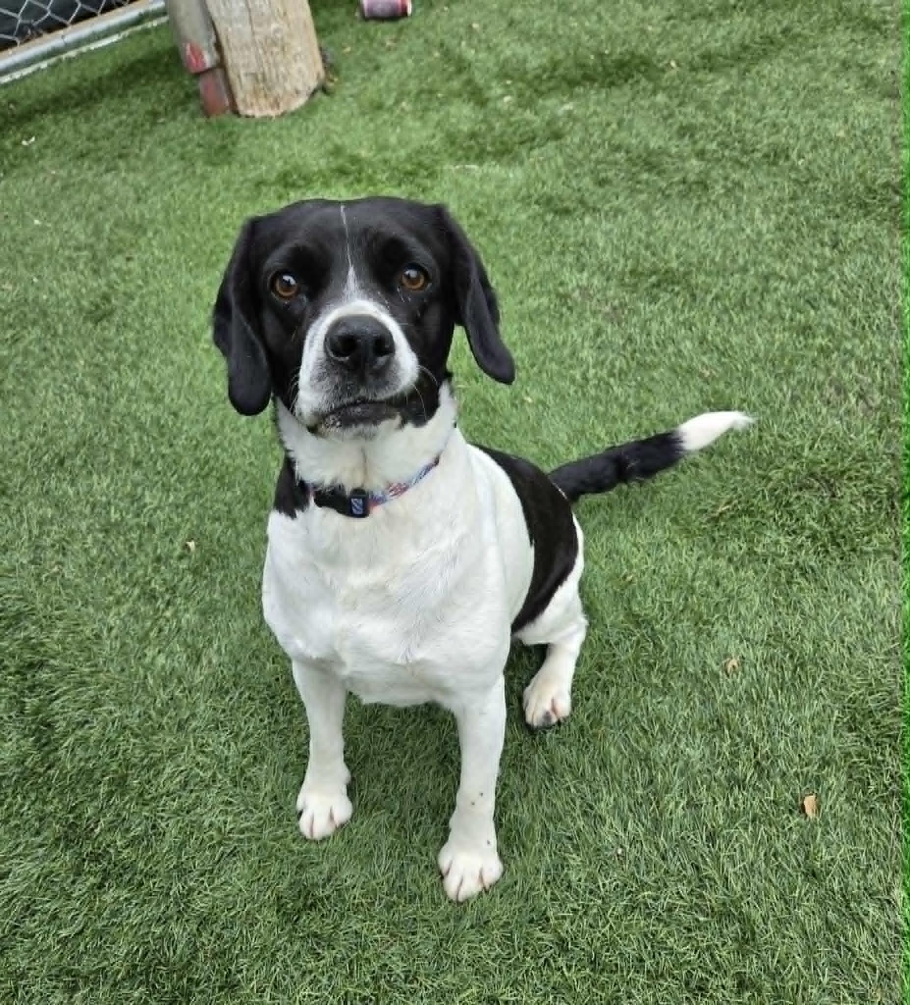 Classy, a ADOPTABLE mixed breed in Sparta, WI image 5/5