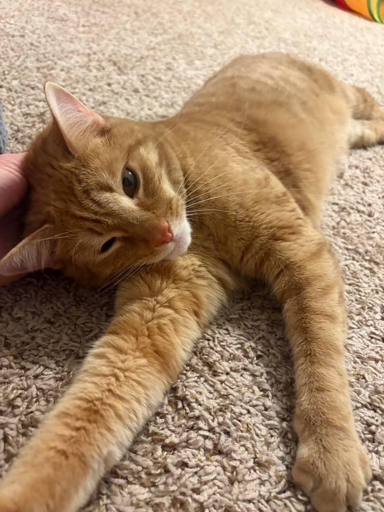 Rudy, Adoptable, Young Male Domestic Short Hair.