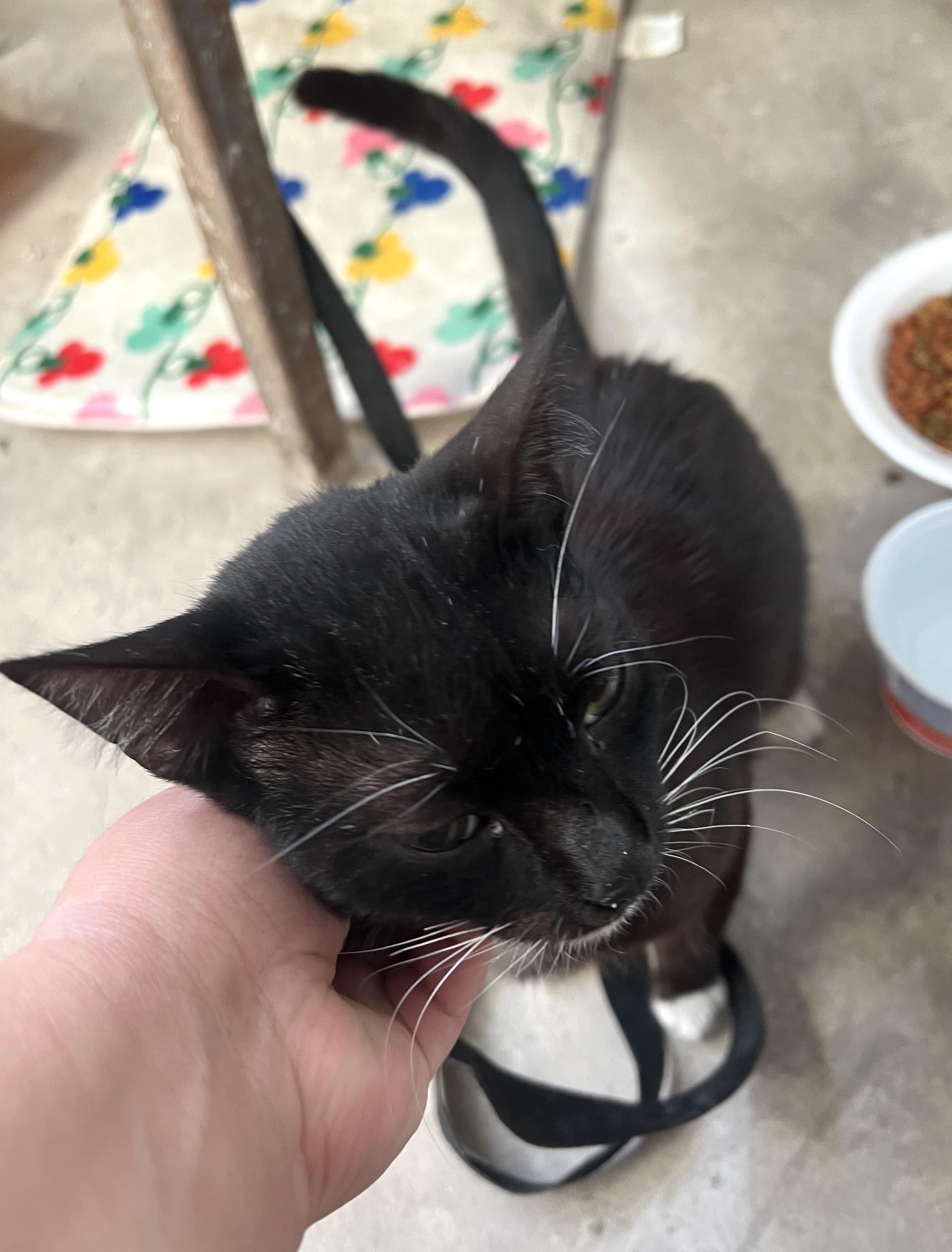 Enlarge Luna (55), a ADOPTABLE mixed breed in Mexicali, BCN image 5/6