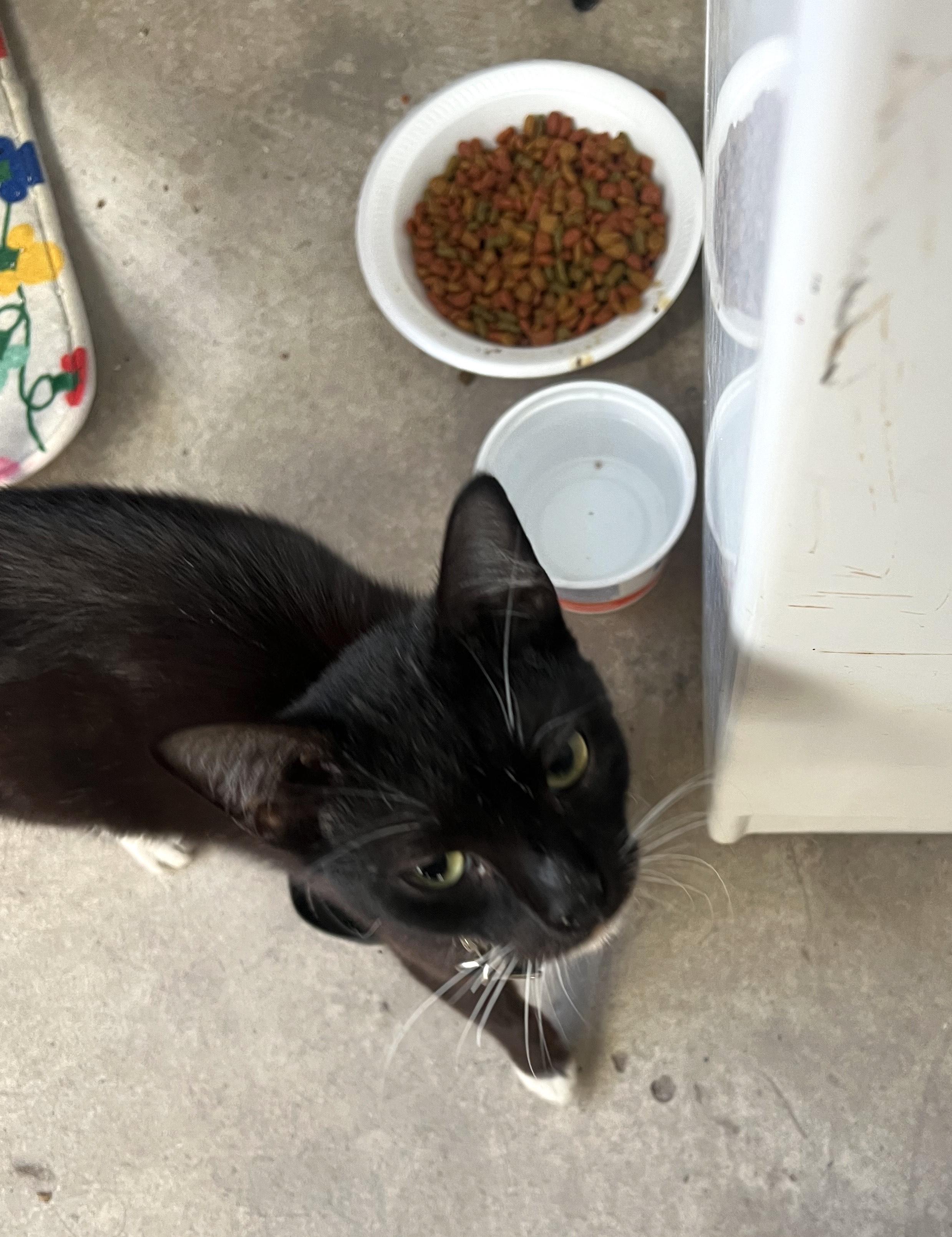 Enlarge Luna (55), a ADOPTABLE mixed breed in Mexicali, BCN image 2/6