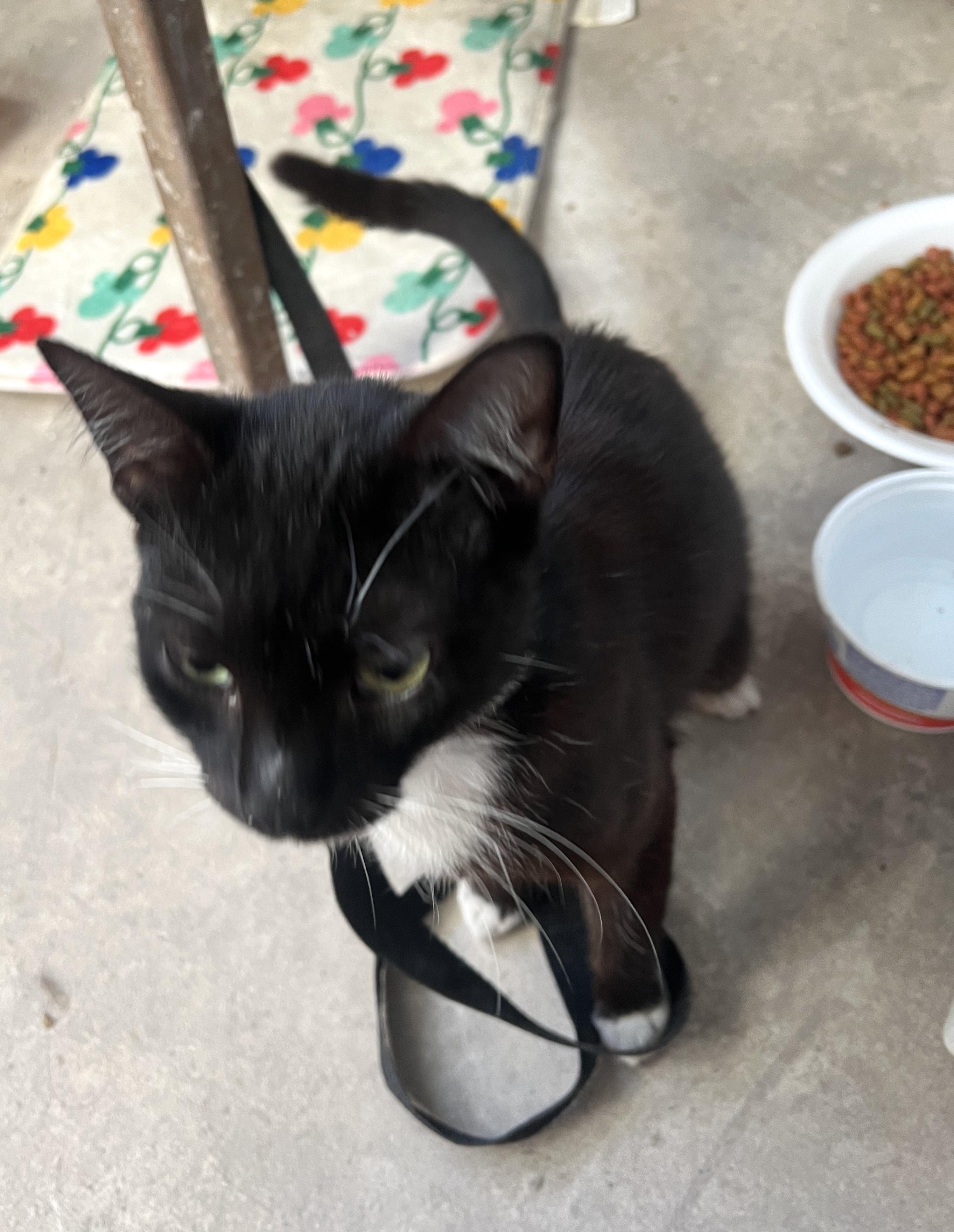 Enlarge Luna (55), a ADOPTABLE mixed breed in Mexicali, BCN image 4/6