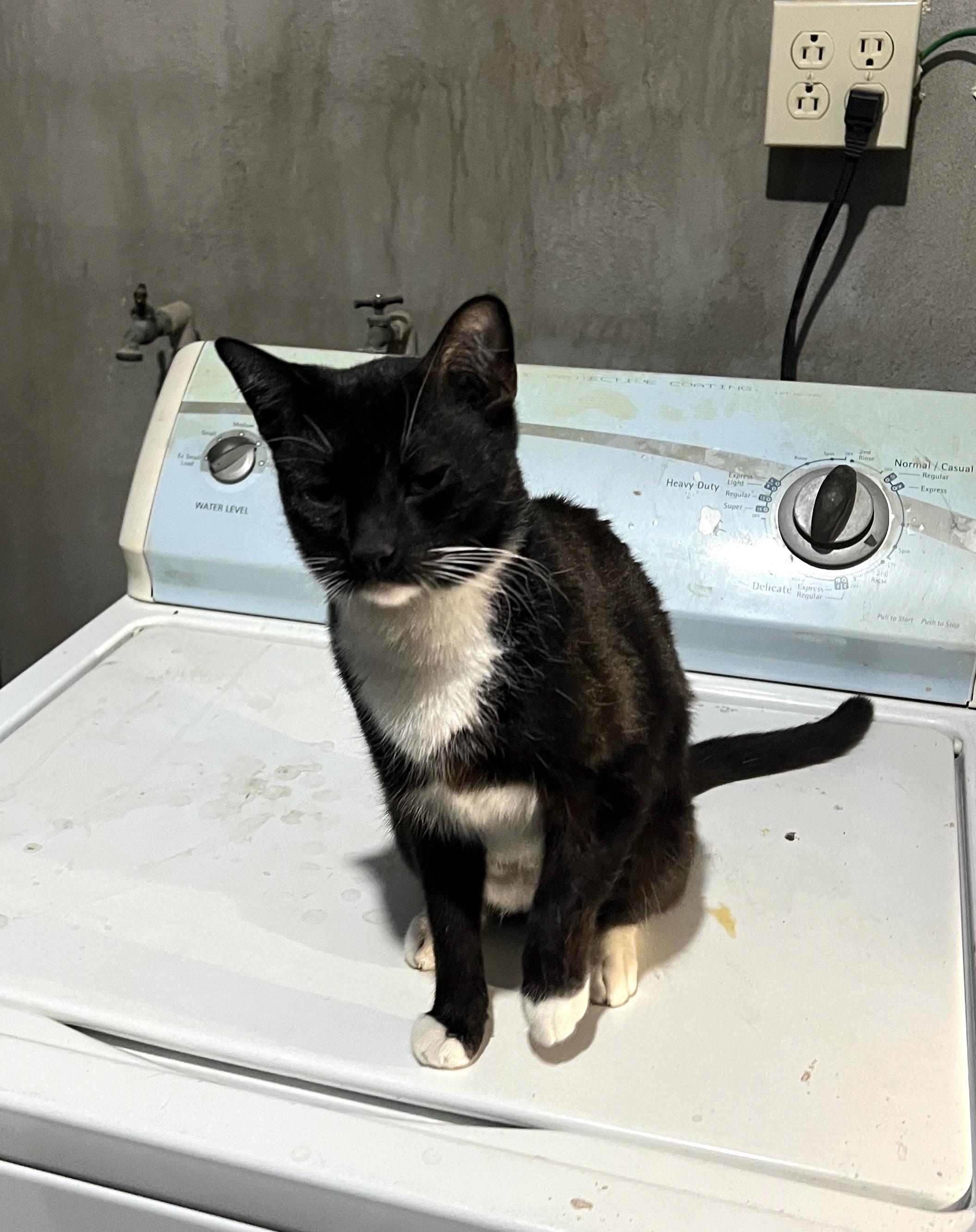 Enlarge Luna (55), a ADOPTABLE mixed breed in Mexicali, BCN image 3/6