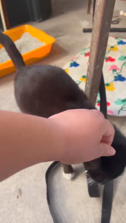 Enlarge Luna (55), a ADOPTABLE mixed breed in Mexicali, BCN video 6/6