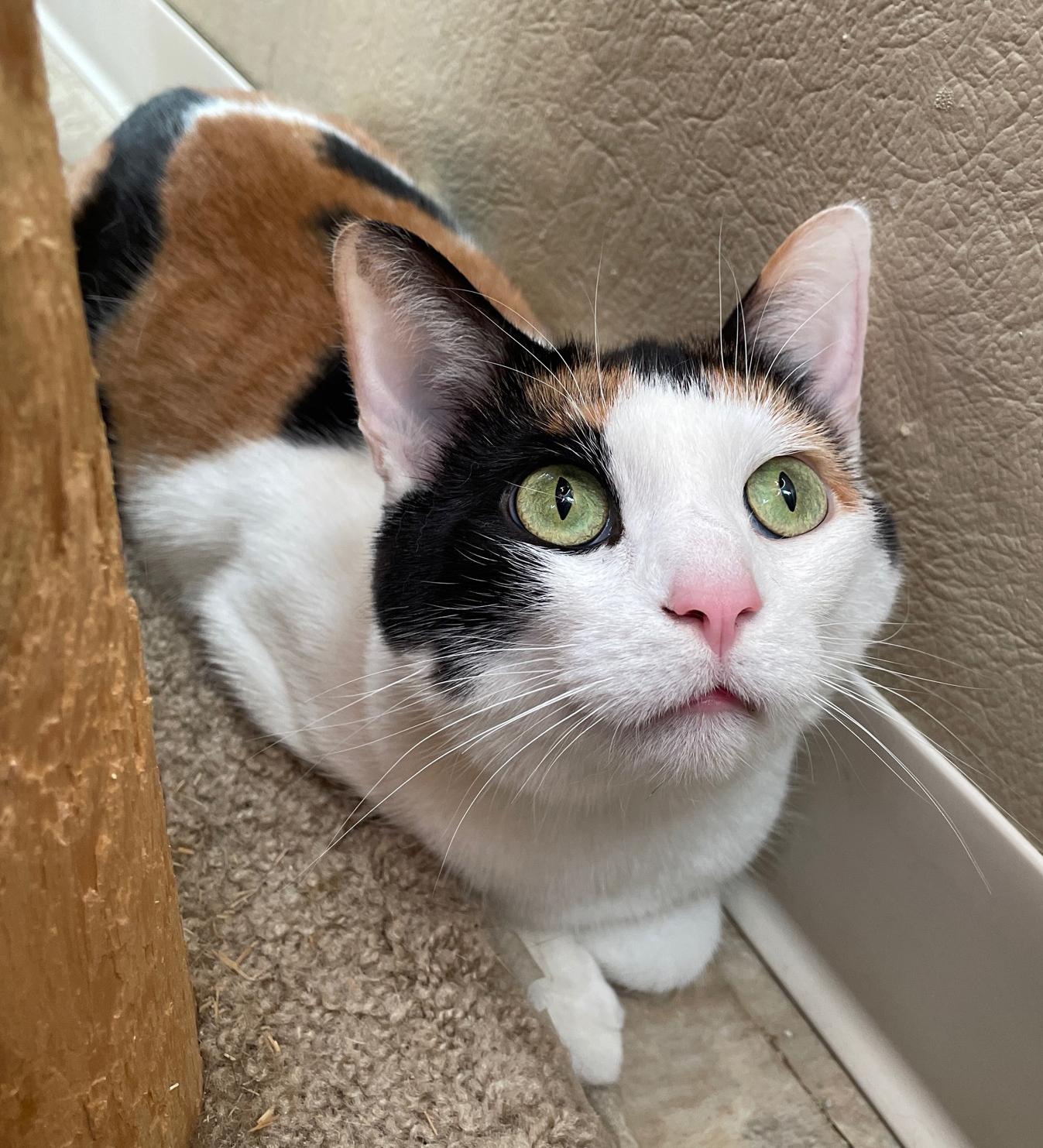 Enlarge Venus, a Adoptable Domestic Short Hair in Neillsville, WI image 6/6