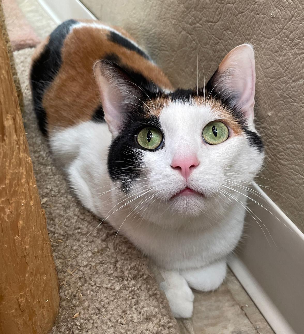 Enlarge Venus, a Adoptable Domestic Short Hair in Neillsville, WI image 2/6
