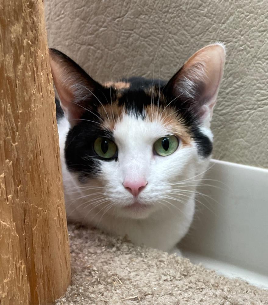 Venus, Adoptable, Adult Female Domestic Short Hair.