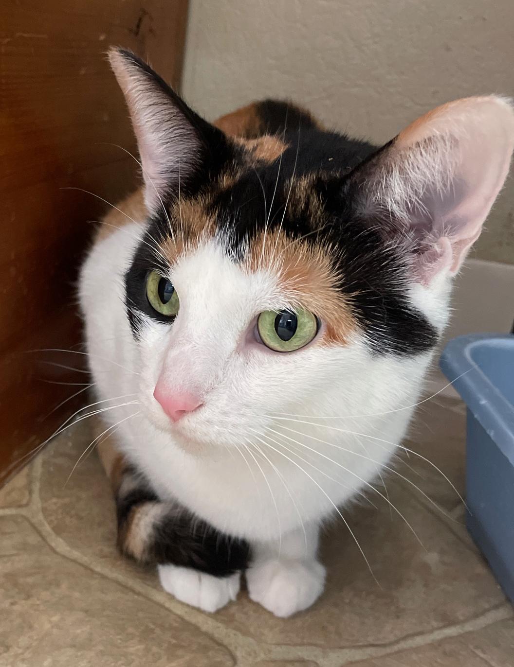 Enlarge Venus, a Adoptable Domestic Short Hair in Neillsville, WI image 4/6