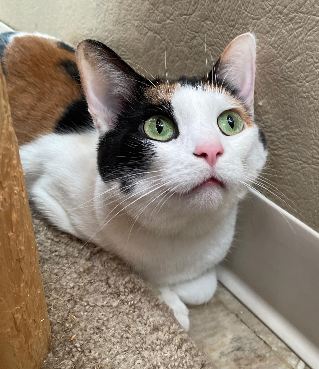 Enlarge Venus, a Adoptable Domestic Short Hair in Neillsville, WI image 3/6