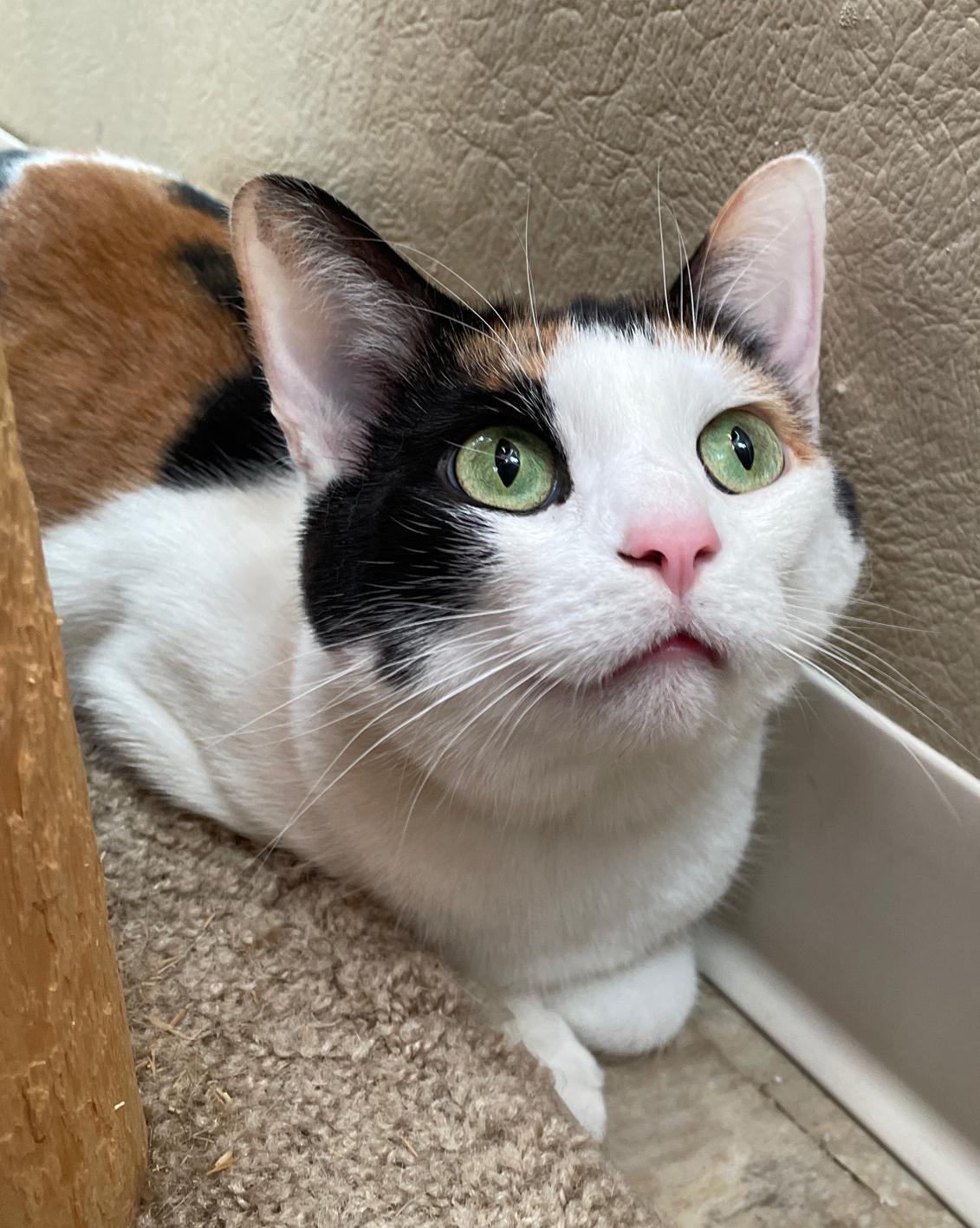 Enlarge Venus, a Adoptable Domestic Short Hair in Neillsville, WI image 5/6