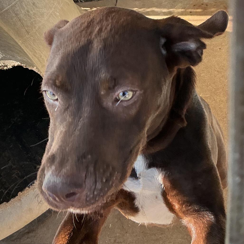 Enlarge Rebel, a Adoptable mixed breed in Durant, OK image 1/2