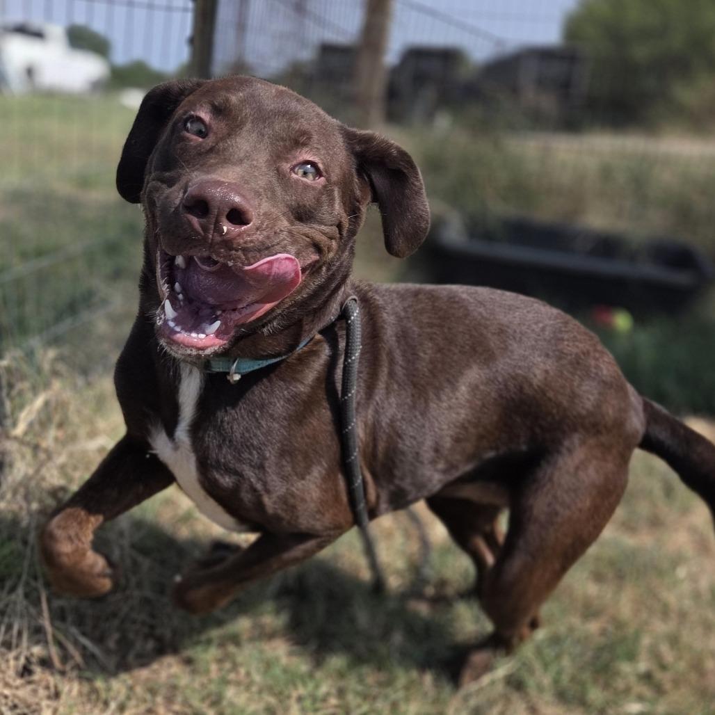 Enlarge Rebel, a Adoptable mixed breed in Durant, OK image 2/2