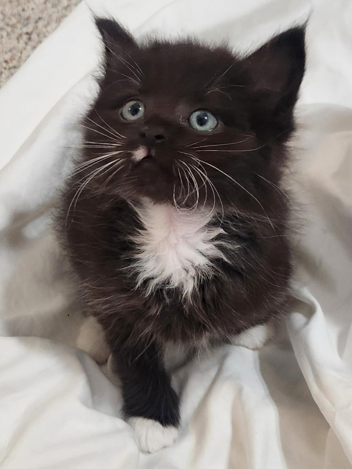 Freddy, Adoptable, Kitten Male Domestic Short Hair.