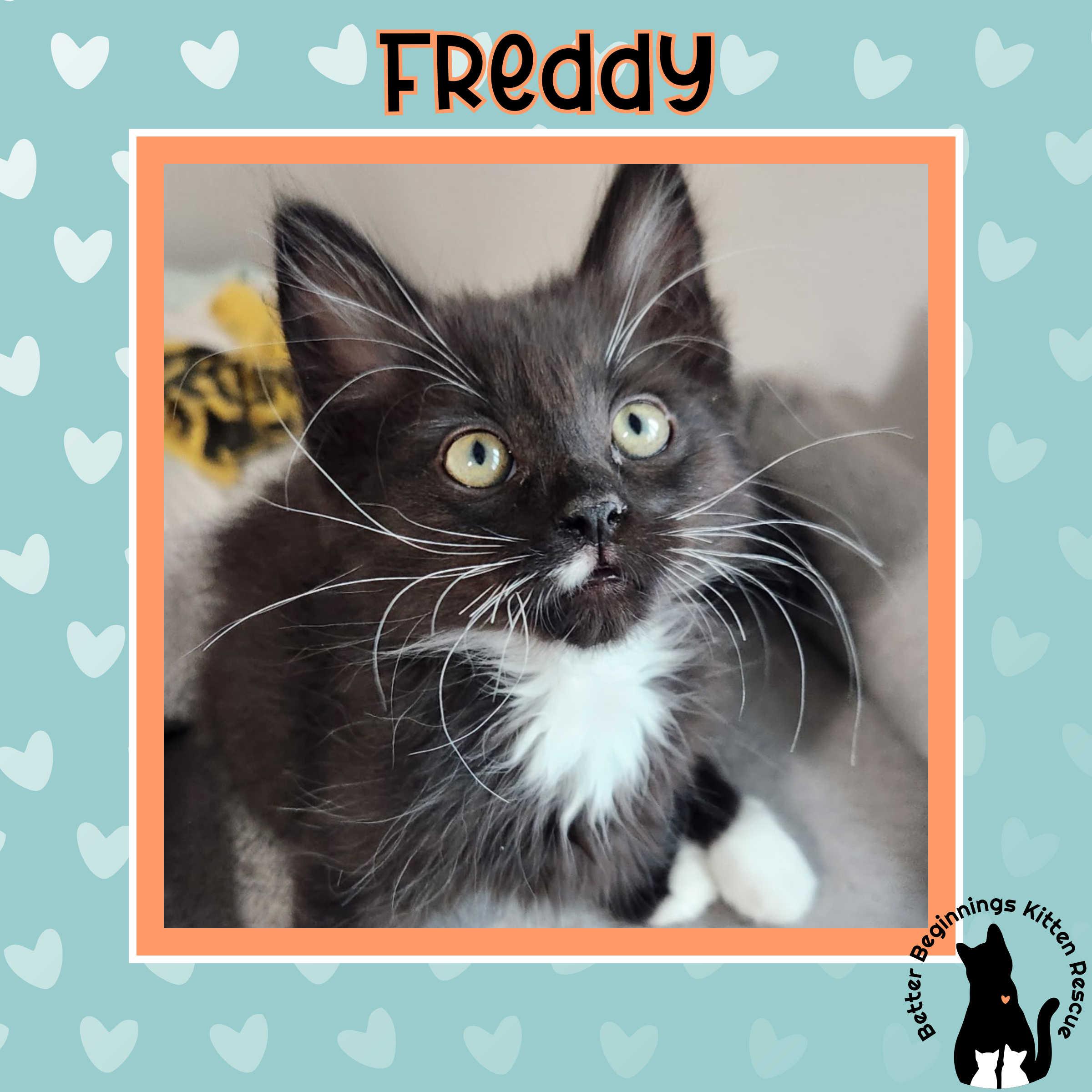 Freddy, a Adoptable Domestic Short Hair in Kamloops, BC image 2/6