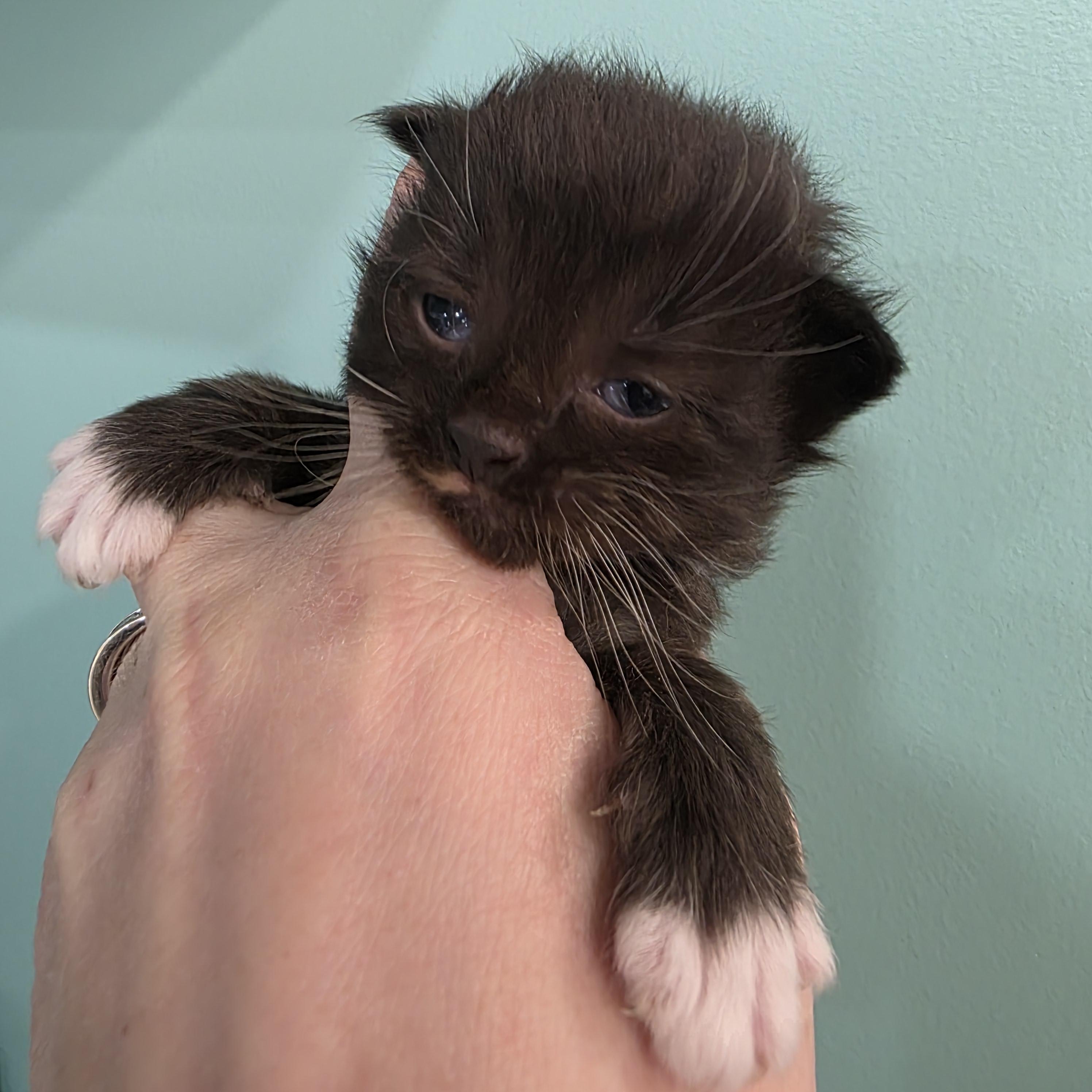 Freddy, a Adoptable Domestic Short Hair in Kamloops, BC image 3/6