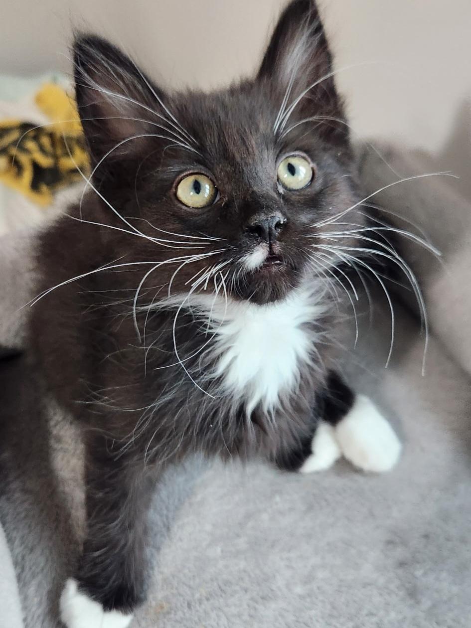 Freddy, a Adoptable Domestic Short Hair in Kamloops, BC image 4/6