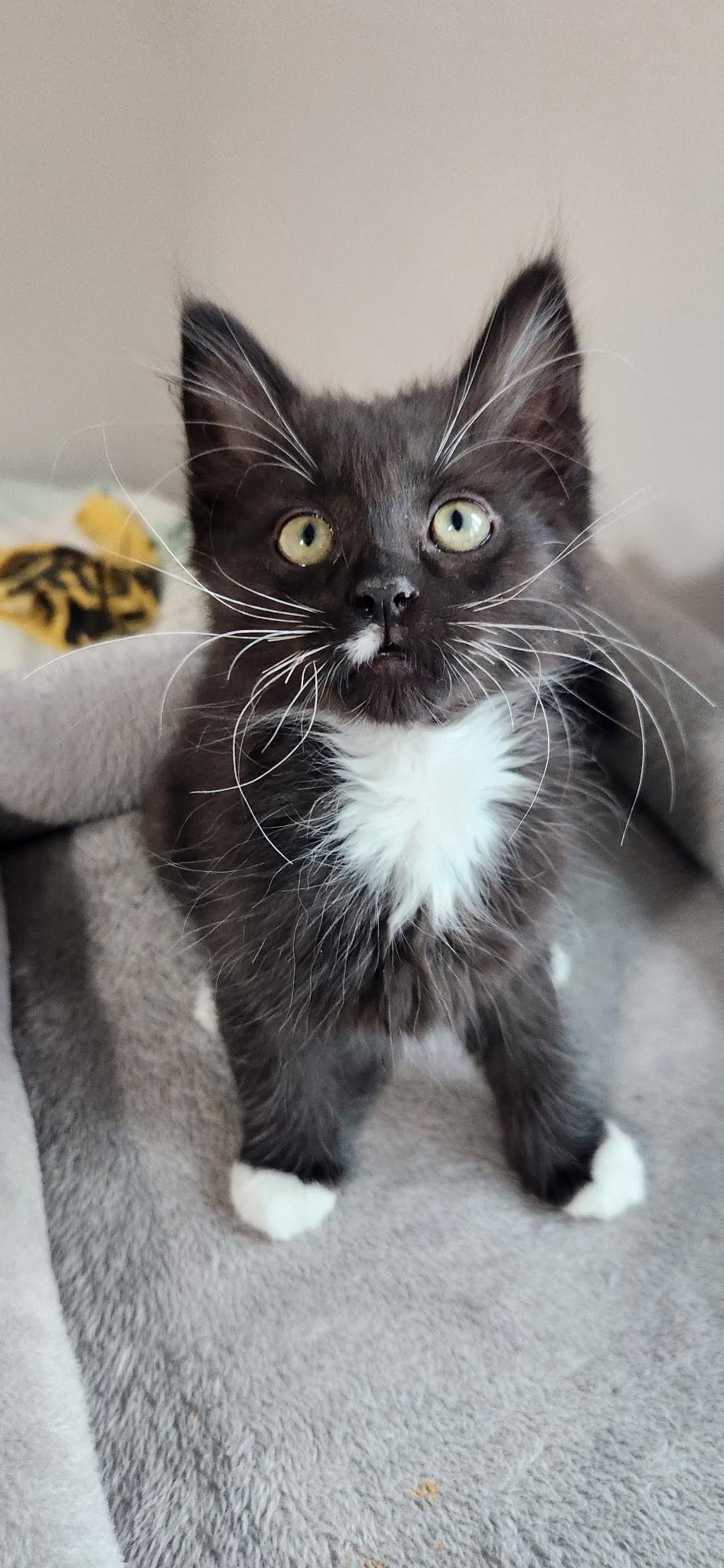 Freddy, a Adoptable Domestic Short Hair in Kamloops, BC image 5/6