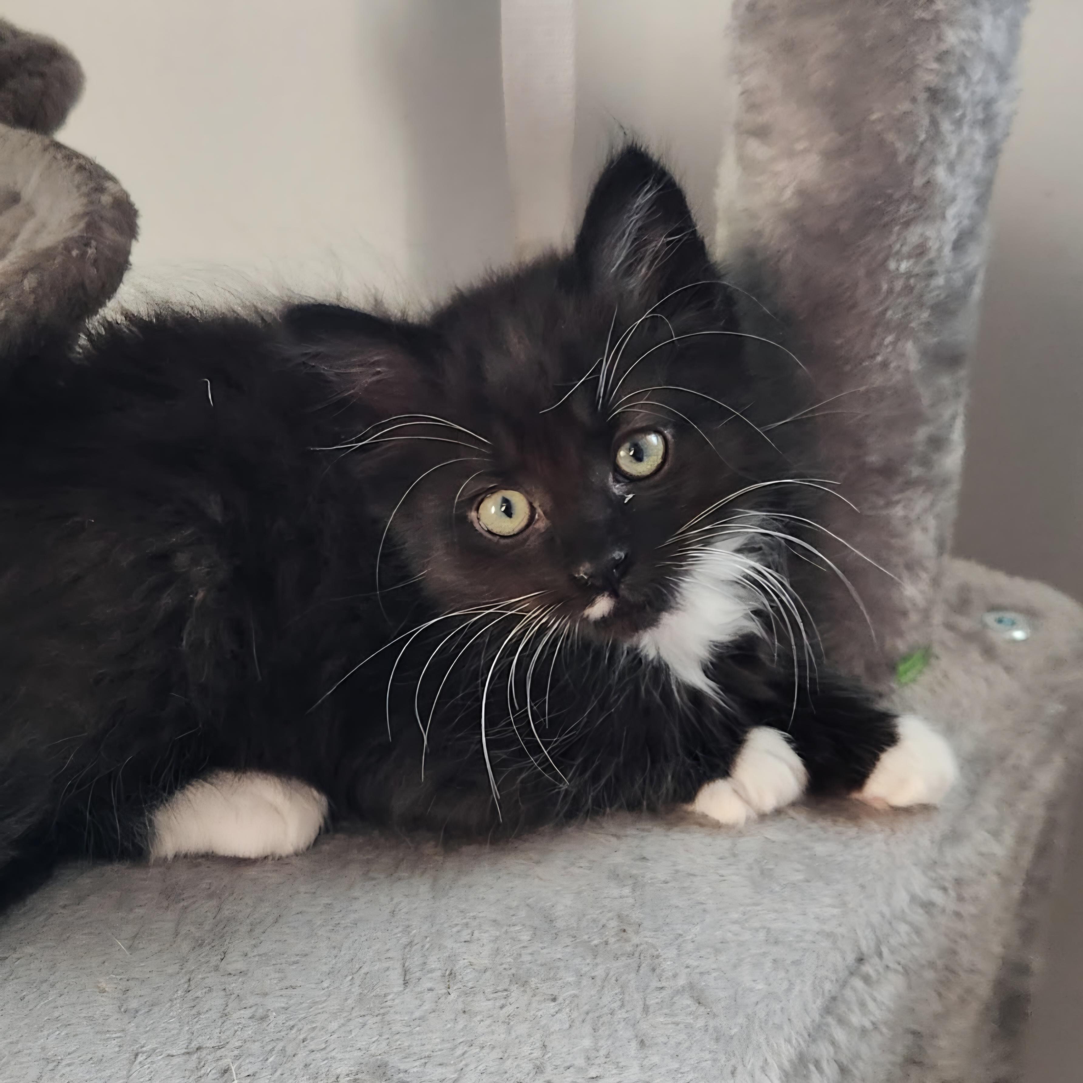 Freddy, a Adoptable Domestic Short Hair in Kamloops, BC image 6/6