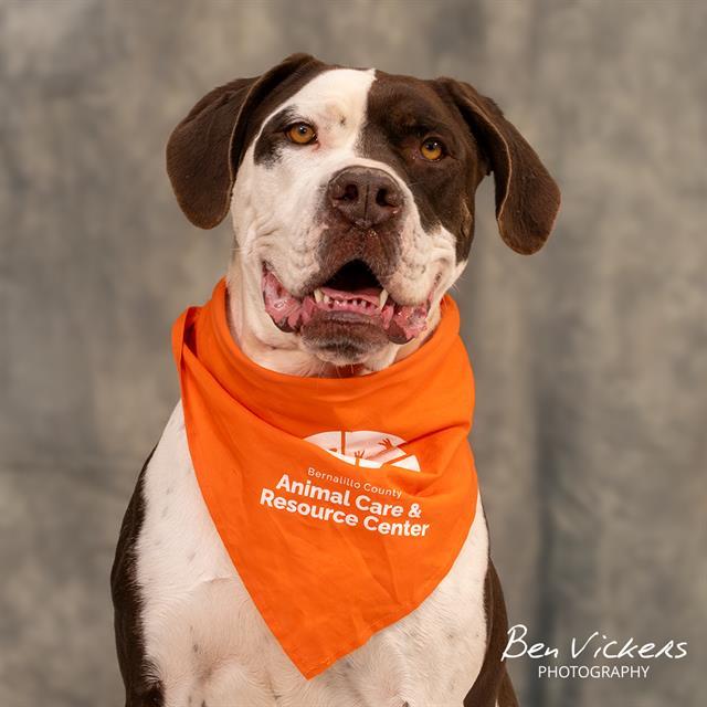 HARLEY, Adoptable, Adult Female English Bulldog & Mastiff.